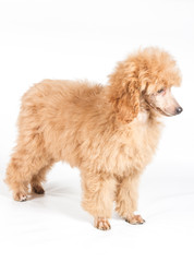 Apricot poodle puppy portrait on a white background