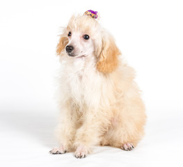 Apricot poodle puppy portrait on a white background