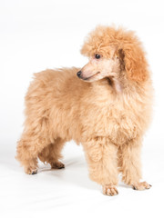Apricot poodle puppy portrait on a white background