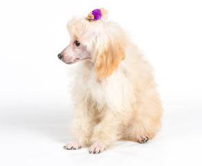 Apricot poodle puppy portrait on a white background
