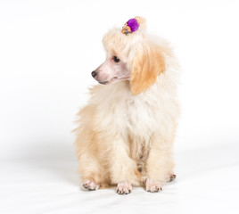 Apricot poodle puppy portrait on a white background