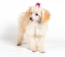 Apricot poodle puppy portrait on a white background