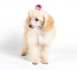 Apricot poodle puppy portrait on a white background