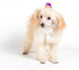 Apricot poodle puppy portrait on a white background