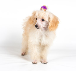 Apricot poodle puppy portrait on a white background