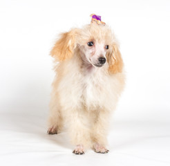 Apricot poodle puppy portrait on a white background