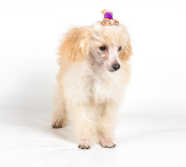 Apricot poodle puppy portrait on a white background