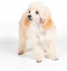 Apricot poodle puppy portrait on a white background