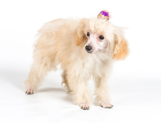 Apricot poodle puppy portrait on a white background