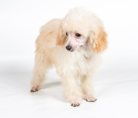 Apricot poodle puppy portrait on a white background