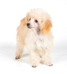 Apricot poodle puppy portrait on a white background