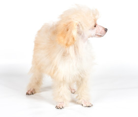 Apricot poodle puppy portrait on a white background