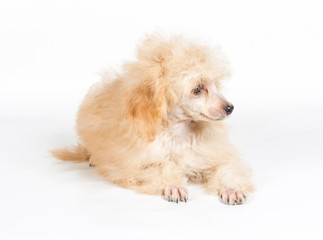 Apricot poodle puppy portrait on a white background