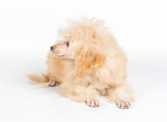 Apricot poodle puppy portrait on a white background