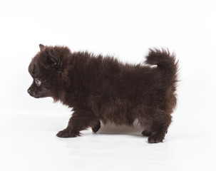 Obraz premium Spitz puppy in front of white background . Pomeranian dog isolat