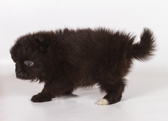 Spitz puppy in front of white background . Pomeranian dog isolat