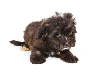 Puppy yorkshire terrier on the white background