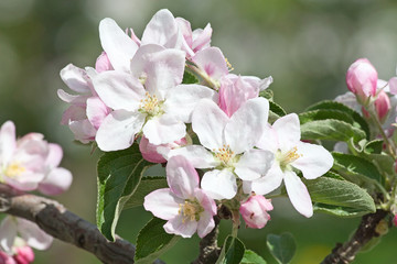 Fototapeta na wymiar Apple Garden