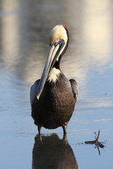 Brown Pelican in Breeding Plumage at Sunrise - Florida