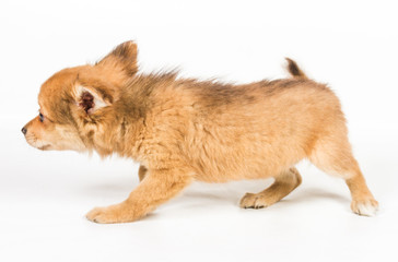 Obraz premium chihuahua puppy (3 months) in front of a white background