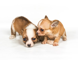 chihuahua puppy (3 months) in front of a white background