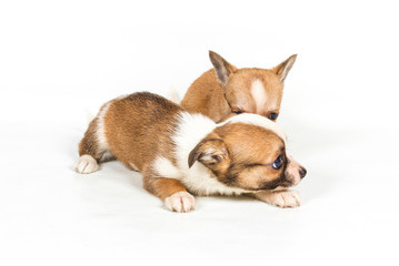 chihuahua puppy (3 months) in front of a white background