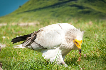 Egyptian Vulture
