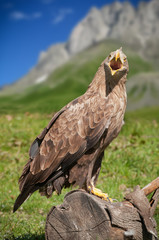 White tailed eagle / Haliaeetus albicilla