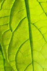 avocado leaf background