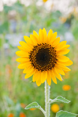 Fototapeta premium Sunflower closeup in the garden