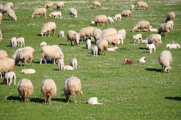 Fototapeta premium Flock of sheep