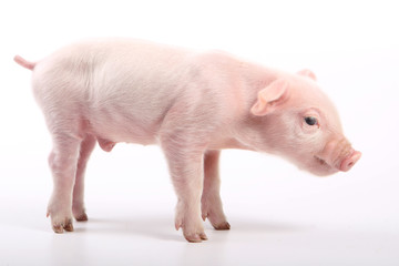 Small pig