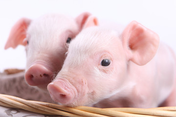 Two little pigs