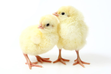 Two little chickens