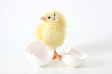 Little chicken near the shell