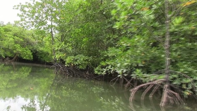 mangrove en thailande vue embarquée