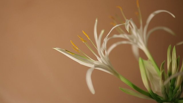 Spider Lily Blooming Time Lapse