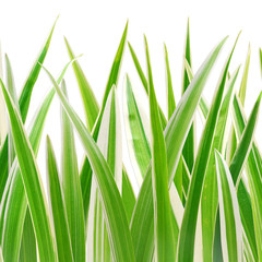 grass on white background