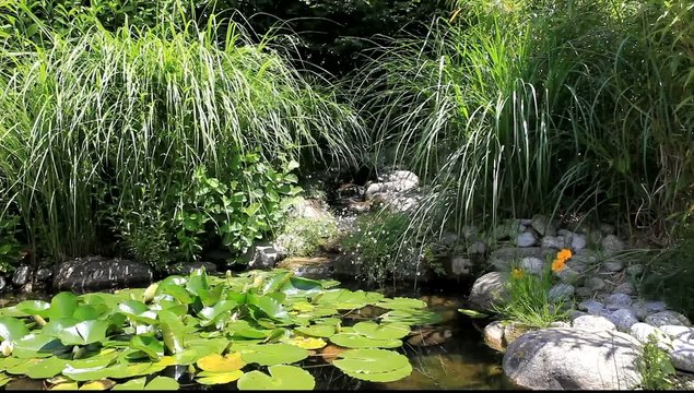 petit bassin aquatique de jardin