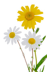 Daisy flowers