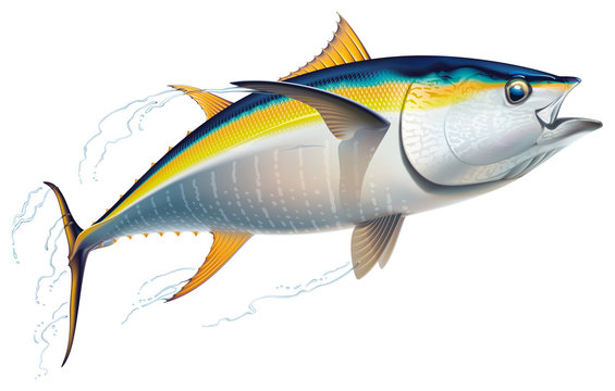Yellowfin Tuna Images – Browse 11,857 Stock Photos, Vectors, and