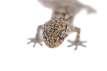 Close up of the head of a baby gecko on a white background