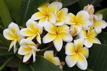 Branch of tropical flowers