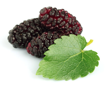 Mulberry with leaves