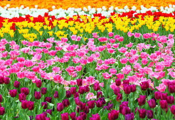 flower field with tulip