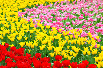 flower field with tulip