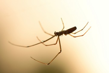 Spider
