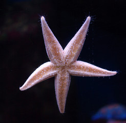 Starfish