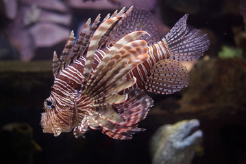 Pterois Volitans