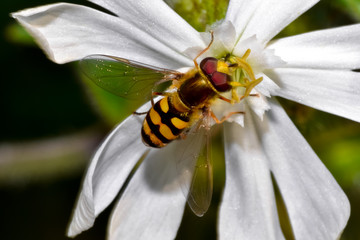 Mosca sirfide sul fiore